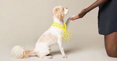 a small white dog wearing a yellow harness and holding it's paw up to its owner