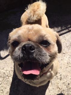 a small brown dog standing on top of a sidewalk