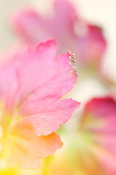 pink and yellow flowers with green leaves in the background