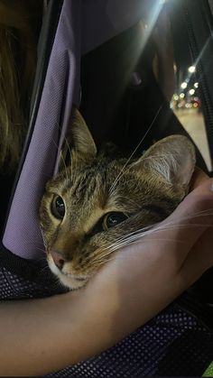 a cat is sitting in someone's lap with its head inside the back pack