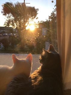 two cats are looking out the window at the sun