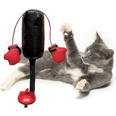 a gray and white cat laying on its back next to a black punching bag toy