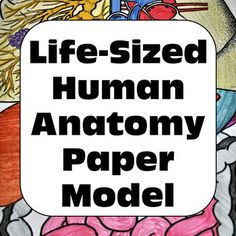 the text life - sized human anatomy paper model is shown in black and white letters