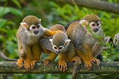 three small monkeys sitting on top of a tree branch