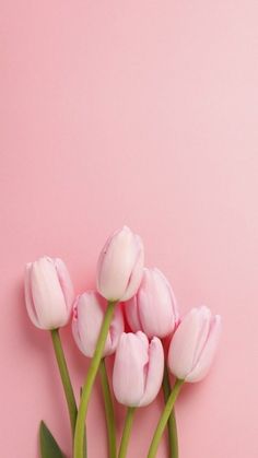 pink tulips against a pale pink background