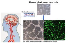 Scientists create a recipe to make blood-brain-barrier Science Magazine, Cognitive Science, Brain Science, Healthy Brain, Neurology, Neuroscience, Scientists