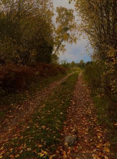 a dirt road surrounded by trees and leaves