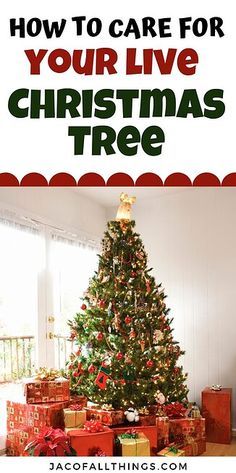 a christmas tree with presents under it and the words how to care for your live christmas tree