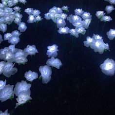 white flowers are glowing in the dark with light coming from them and on top of each other