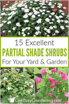 several different types of plants with the words, 15 excellent partial shade shrubs for your yard and garden