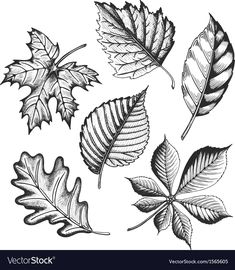 four different types of leaves in black and white