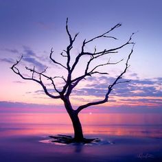 a tree that is standing in the water at sunset or dawn with no leaves on it