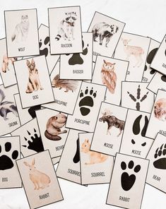 a bunch of cards with different types of animals and their names on them, all showing the same animal's footprints