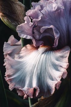 a close up of a purple flower with leaves