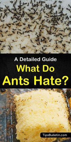 what do ants hate? and how to get rid out of them in the kitchen