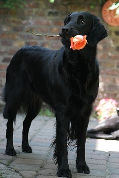 a black dog with an orange flower in its mouth standing on a brick walkway outside