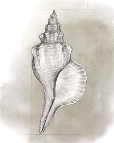 a pencil drawing of a sea shell