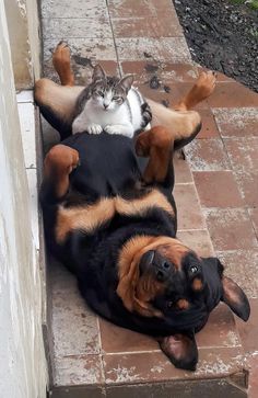 a dog laying on its back next to a cat