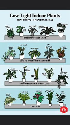 an info sheet showing different types of house plants