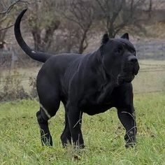 a black dog is standing in the grass