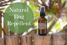 This natural bug repellent is tried and true. I just used it for an entire week, while on vacation in Mexico, where bugs are plentiful. I escaped the trip with only 2 or 3 bites, when I am usually the person that is eaten alive! Several studies show that essential oils can effectively be Bath Tea Recipe, Vacation In Mexico, Eaten Alive, Basil Essential Oil