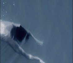 a man swimming in the water with his back turned to the camera and head down