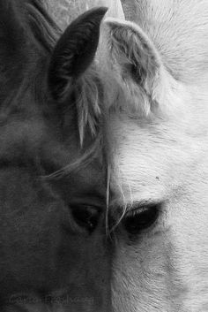 black and white photograph of two horses with their heads touching each other