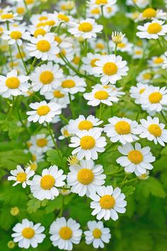 white and yellow flowers with green leaves in the background