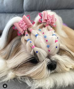 a white dog with pink and blue bows on it's head is laying down