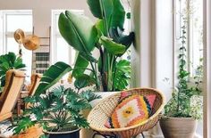 some plants and chairs in a room