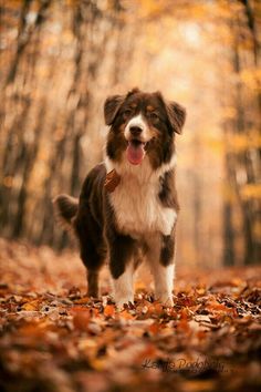 a brown and white dog standing on top of leaves in front of an autumn forest