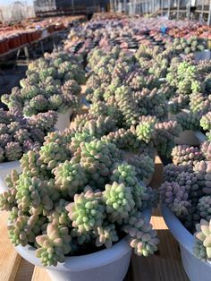 several potted succulents are sitting on the table