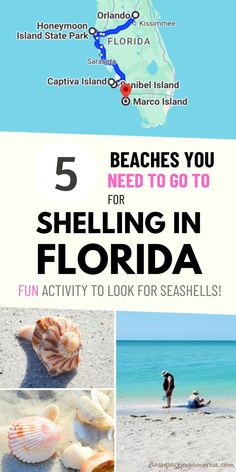 the 5 beaches you need to visit for shelling in florida with text overlay