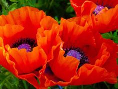 three orange flowers with green leaves in the background and one purple flower on the right