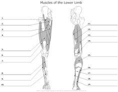 the muscles of the lower limb and upper limb are labeled in their corresponding labelings