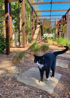 a black and white cat standing on top of a stone slab