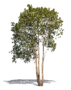 an image of a tree with shadow on the white background stock photo, images and clippings for commercial use