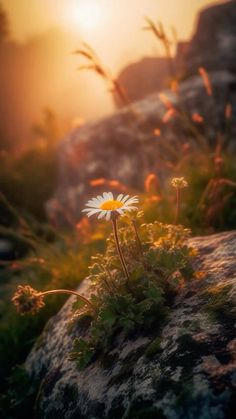 a single daisy sitting on top of a rock near some grass and flowers in the sun