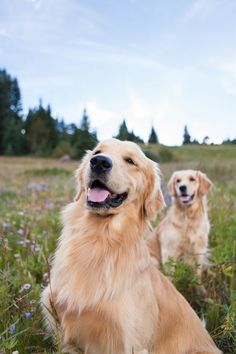 two golden retrievers are sitting in the grass