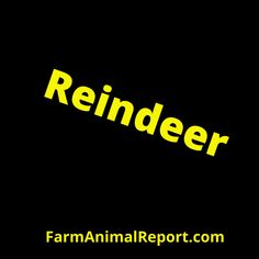 a black background with yellow text that reads reindeer farm animal report, on the bottom right corner