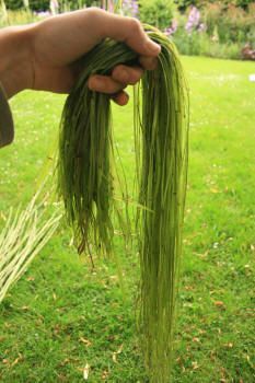 a person is holding grass in their hand