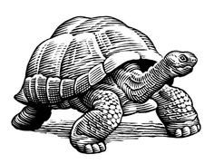 a black and white drawing of a turtle