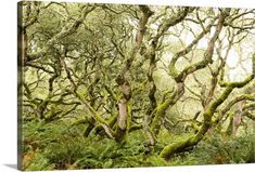 mossy trees in the forest with green leaves and ferns on their branches canvas wall art print