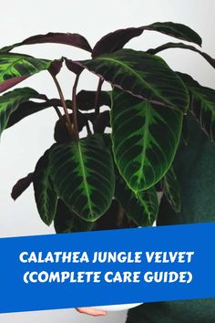 the calathea jungle velvet complete care guide