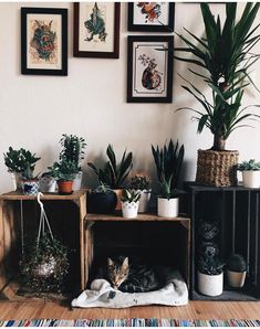 a cat laying on top of a rug next to plants and pictures hanging on the wall