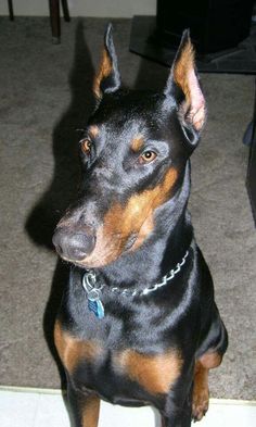 a black and brown dog sitting on the floor