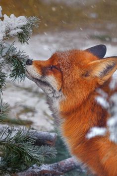 a red fox in the snow with its eyes closed