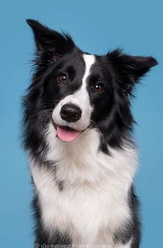 a black and white dog is looking at the camera