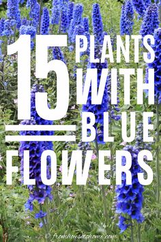 Blue Flowering Perennials (15 Easy To Grow Plants) | Blue and White Garden Blue Flowering Plants, Easy To Grow Plants, Beautiful Blue Flowers, Flowering Perennials, Virginia Bluebells, Full Sun Perennials, Blue Delphinium, Hydrangea Not Blooming, Spring Flowering Bulbs