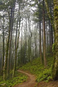 a dirt path in the middle of a forest with tall trees and moss growing on it